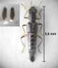 Stenus sp.